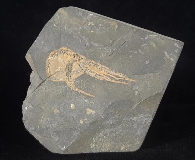 Ophiura sp. LAMARCK 1801 - Bild © FossNet FossilienStore